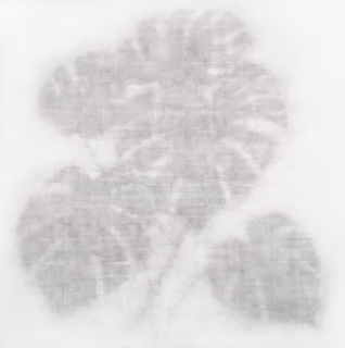 Monstera (2)   90 x 90 cm - Fusains